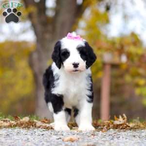 Eva, Sheepadoodle Puppy